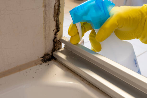 Best Black Mold Removal  in Hiram, OH