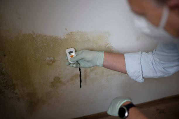 Crawl Space Mold Removal in Hiram, OH