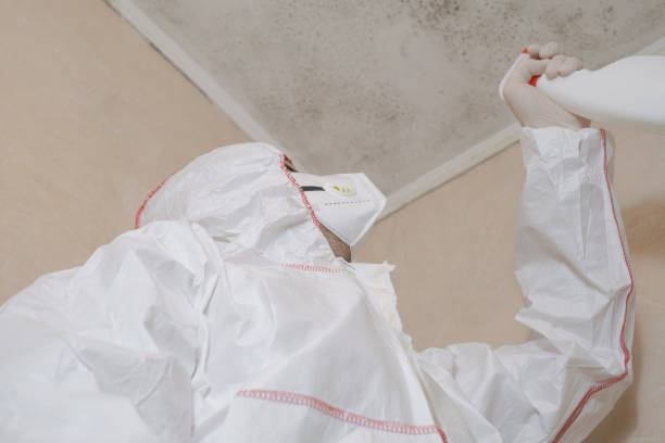 Best Local Mold Removal Service  in Hiram, OH