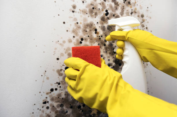 Best Toxic Mold Removal  in Hiram, OH