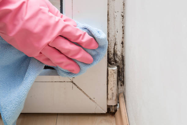 Mold Removal Process in Hiram, OH
